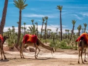 3 Day Tours Marrakech To Merzouga which is most famous desert actibvity sold from Marrakech You will pass by the high atlas mountains, Book Now!
