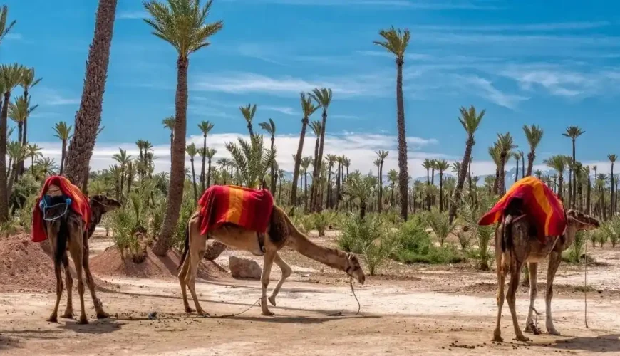 3 Day Tours Marrakech To Merzouga 16 3 Day Tours Marrakech To Merzouga which is most famous desert actibvity sold from Marrakech You will pass by the high atlas mountains, Book Now!