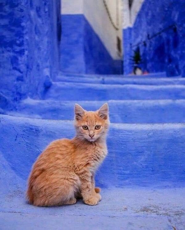 Day 8: Tangier – Rif Mountains – Chefchaouen