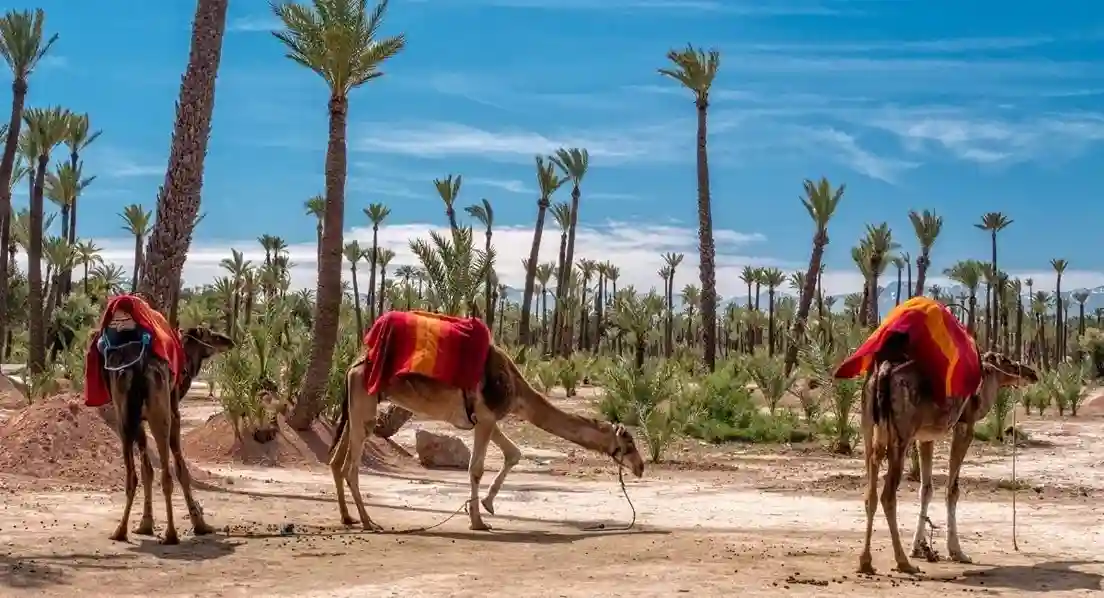 About Us 4 Embark on an unforgettable adventure with Let's Enjoy Morocco Tour Team. Experience the magic of Morocco with camel rides in Agafay desert and more!